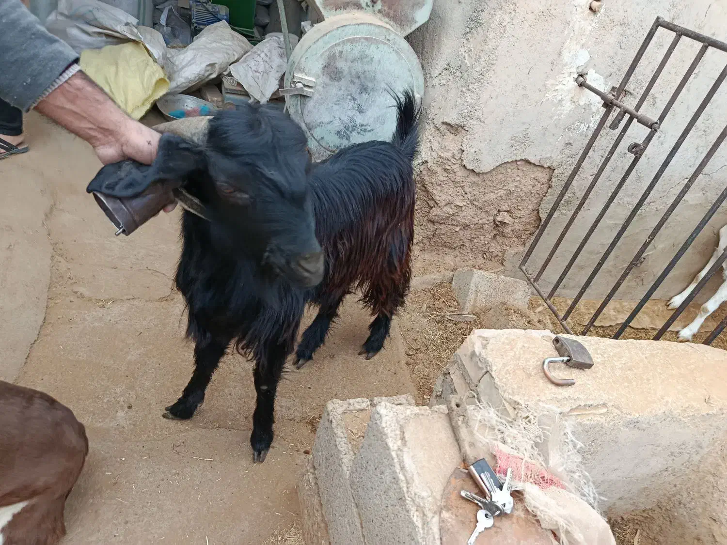 بزغاله|حیوانات مزرعه|نجفآباد, جلال آباد|دیوار