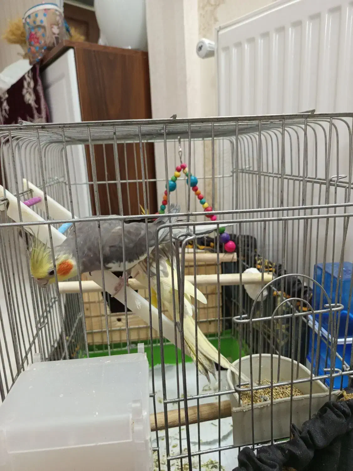 عروس هلندی|پرنده|مشکین‌دشت, |دیوار