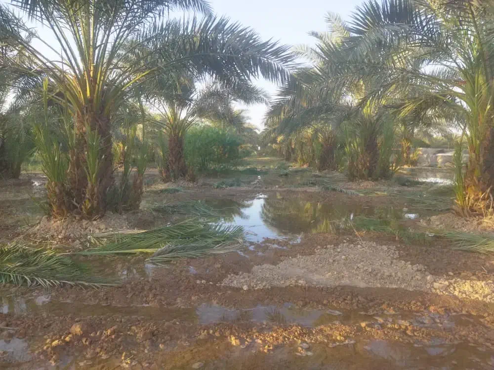 درآوردن پاجوش بچه نخل تکریب وهمه کارهای نخل|خدمات باغبانی و درختکاری|رامشیر, |دیوار