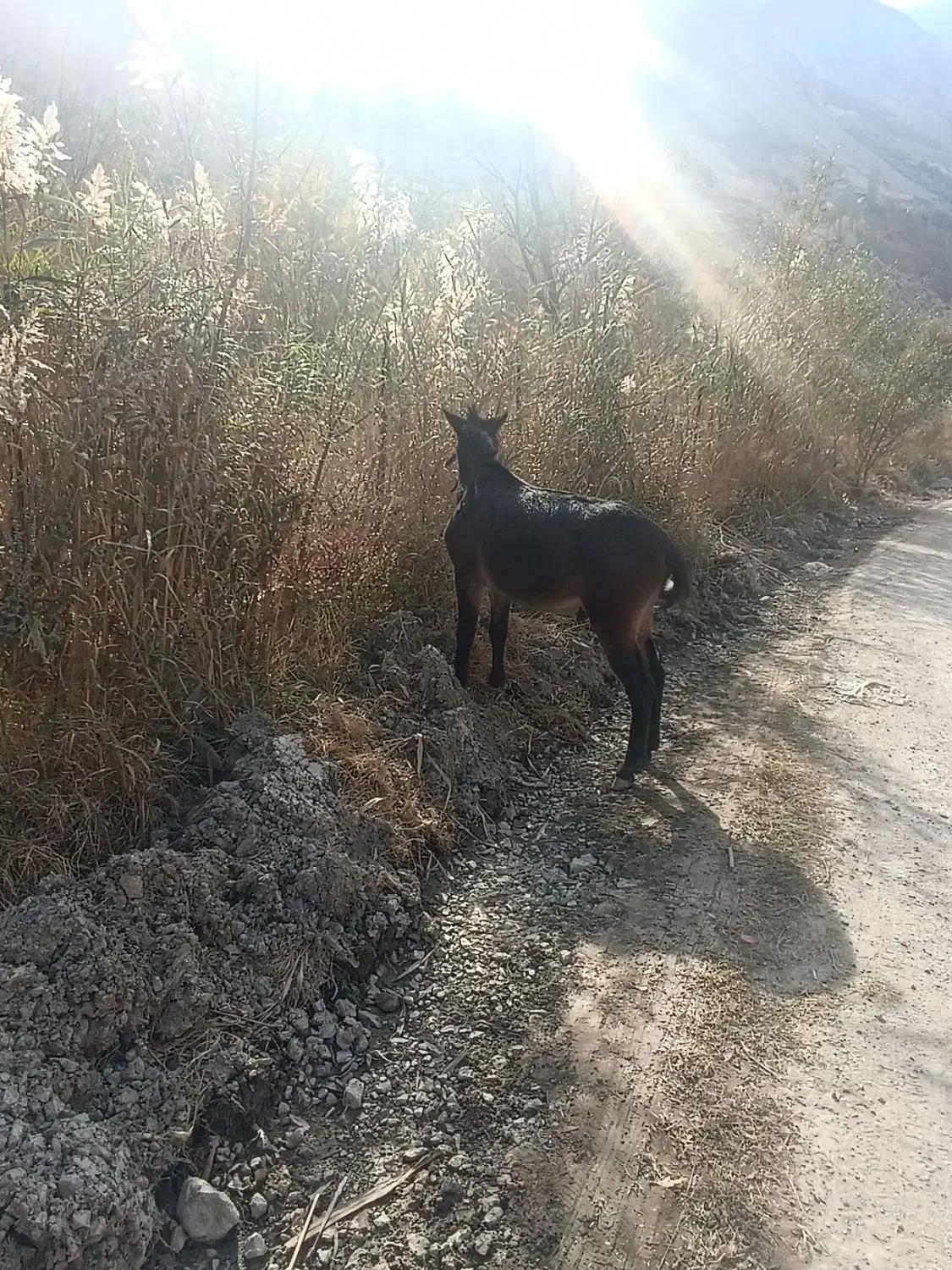قاطر نر ۳سال خیلی آروم|حیوانات مزرعه|آمل, |دیوار