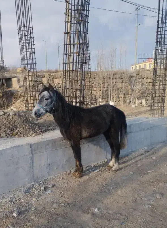 اسب|اسب و تجهیزات اسب‌سواری|اردبیل, |دیوار