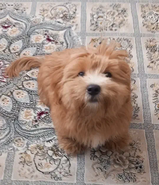 سگ پاکوتاه|سگ|قم, چهل درخت‎|دیوار