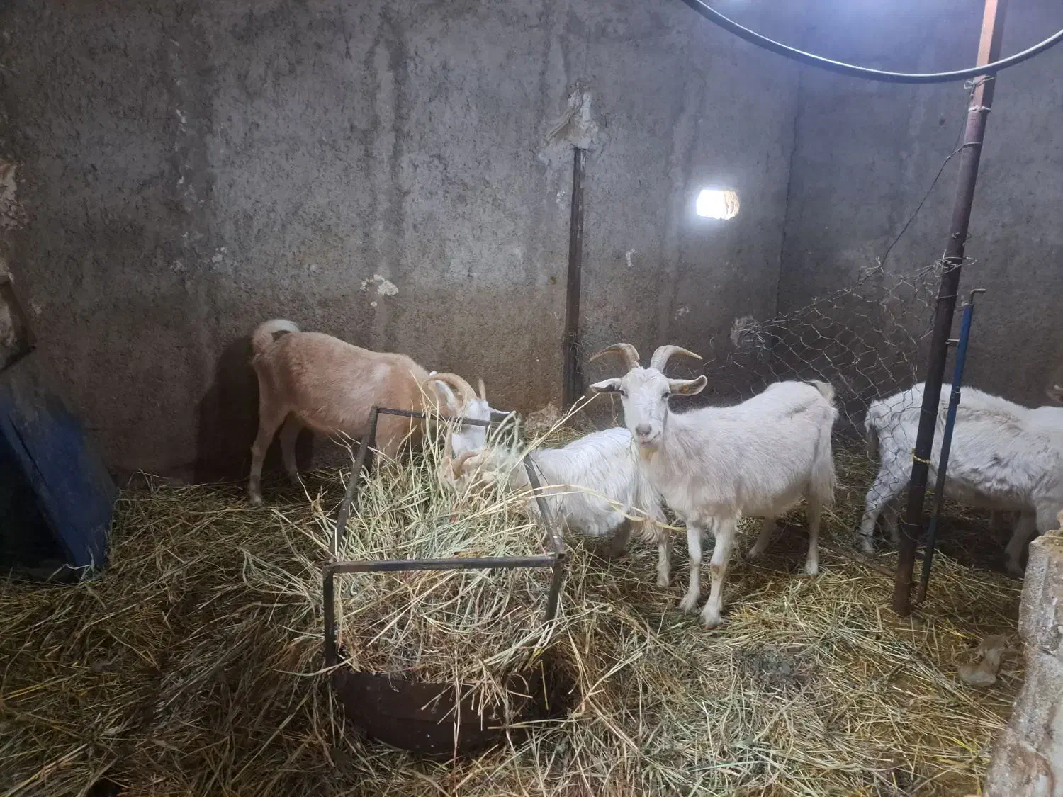 بز سانن ماده|حیوانات مزرعه|جلفا, |دیوار