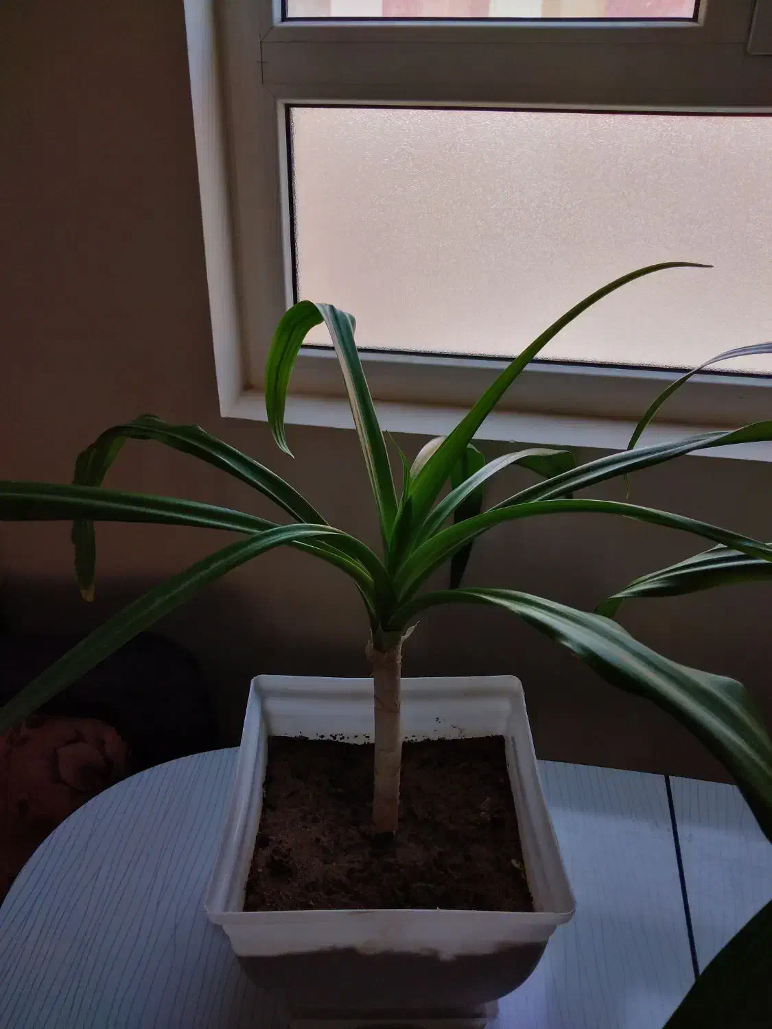 دوعدد گل سوسن شاداب|گل و گیاه طبیعی|یزد, |دیوار