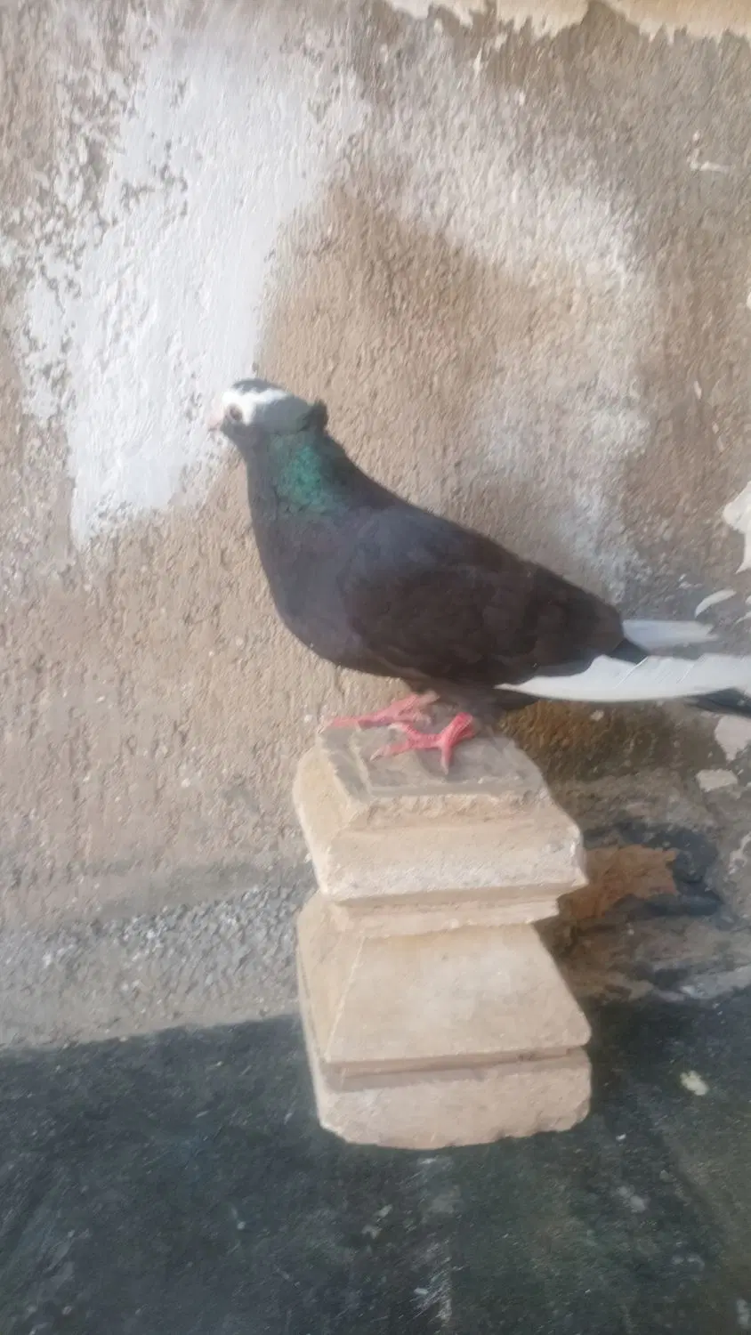 کفتر|پرنده|کوهدشت, |دیوار