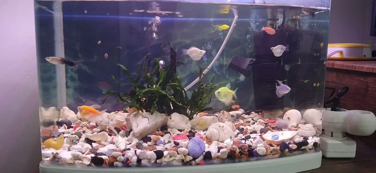 آکواریوم|ماهی|قم, نخودی|دیوار