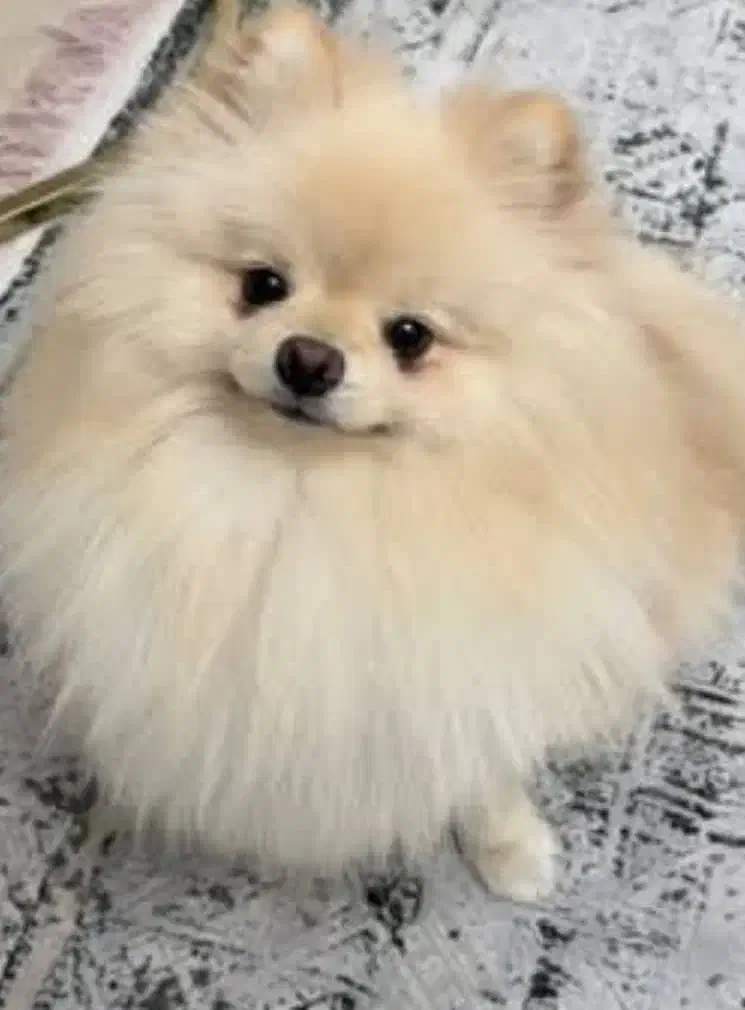 سگ پامر اصل|سگ|ری, صالح آباد جنوبی (باغ رضوان)|دیوار