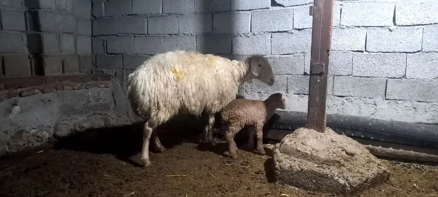 بره نر عالی|حیوانات مزرعه|مشگین شهر, |دیوار