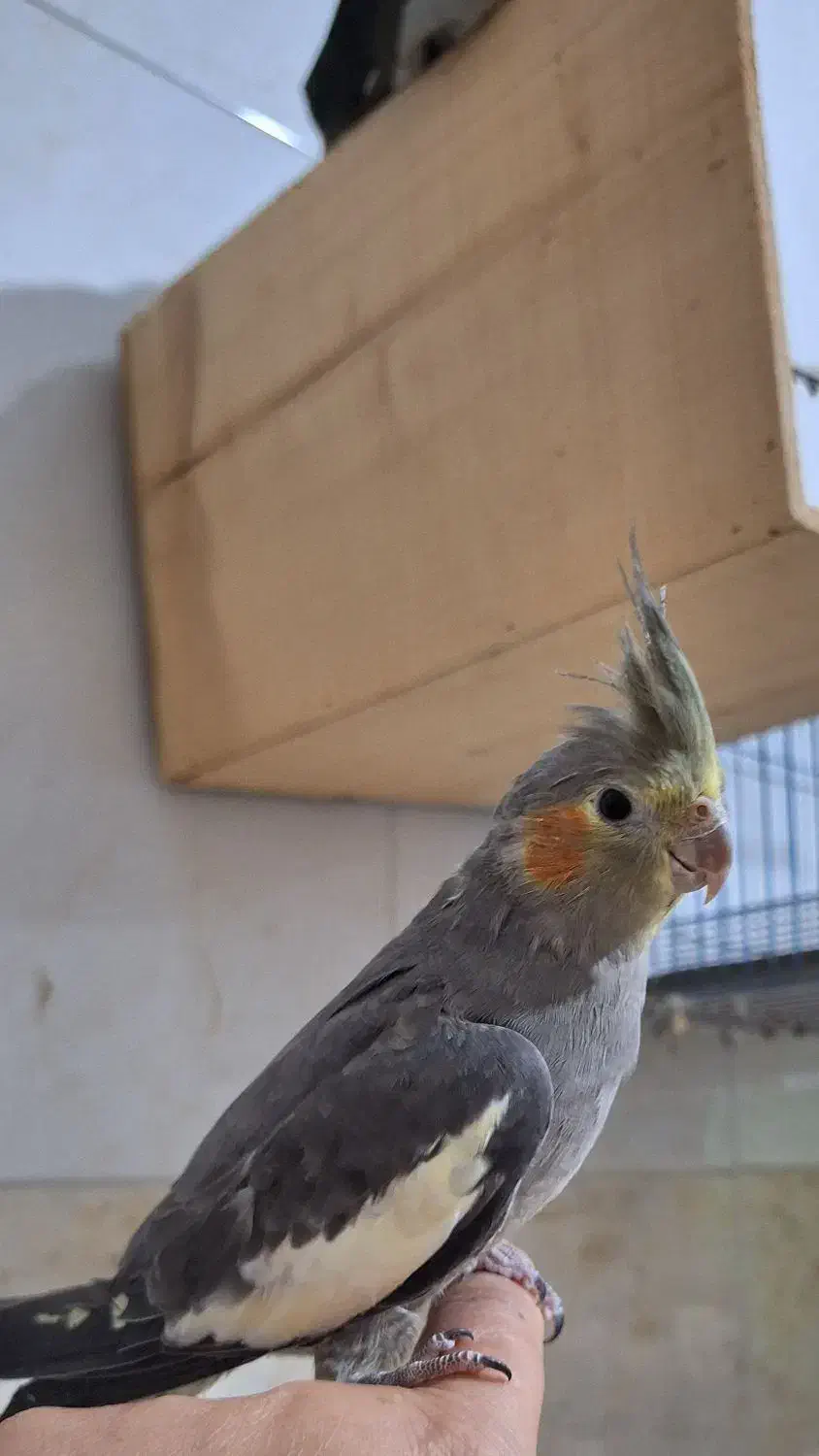 پرنده|پرنده|ساری, |دیوار