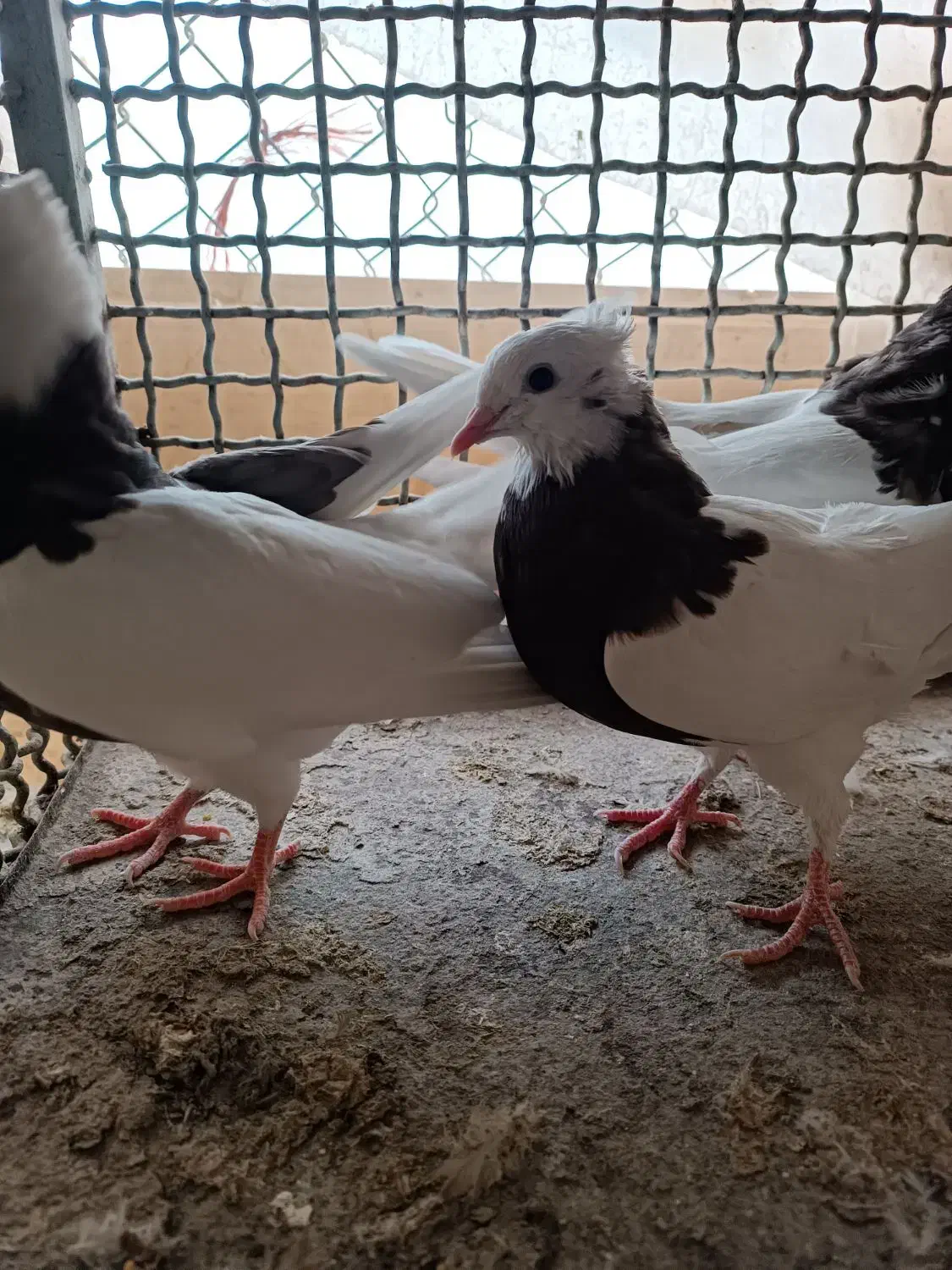 طوقی سرکه ای|پرنده|فلاورجان, |دیوار