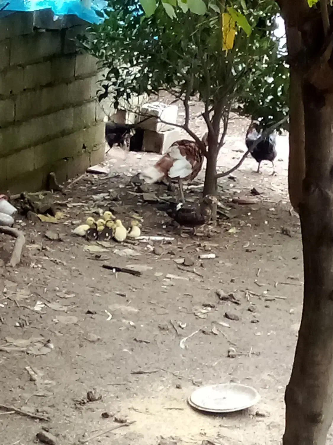 تخم اردک اسراییلی ومرغ|حیوانات مزرعه|رضوانشهر, |دیوار