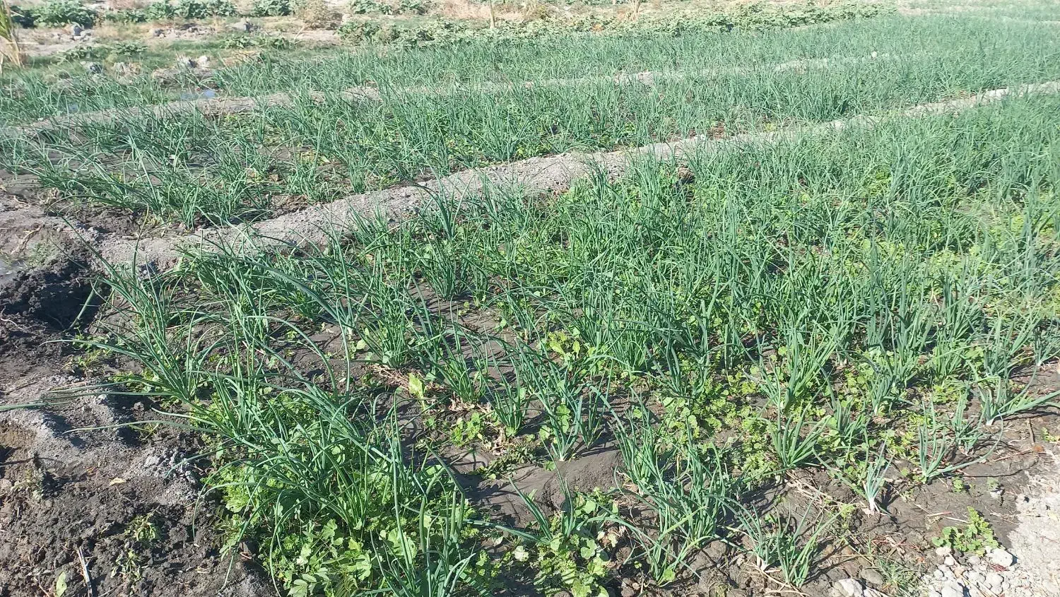 ترپیاز|گل و گیاه طبیعی|رامهرمز, |دیوار