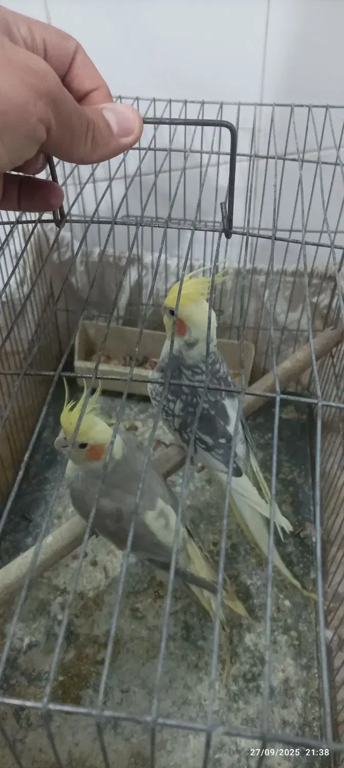 جفت عروس هلندی روتخم|پرنده|قرچک, مهدیه|دیوار