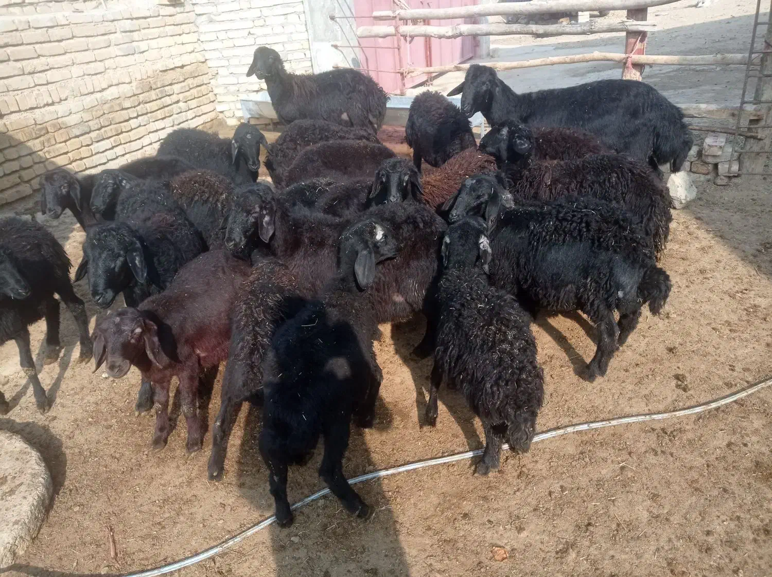 بره نر|حیوانات مزرعه|ایجرود, |دیوار