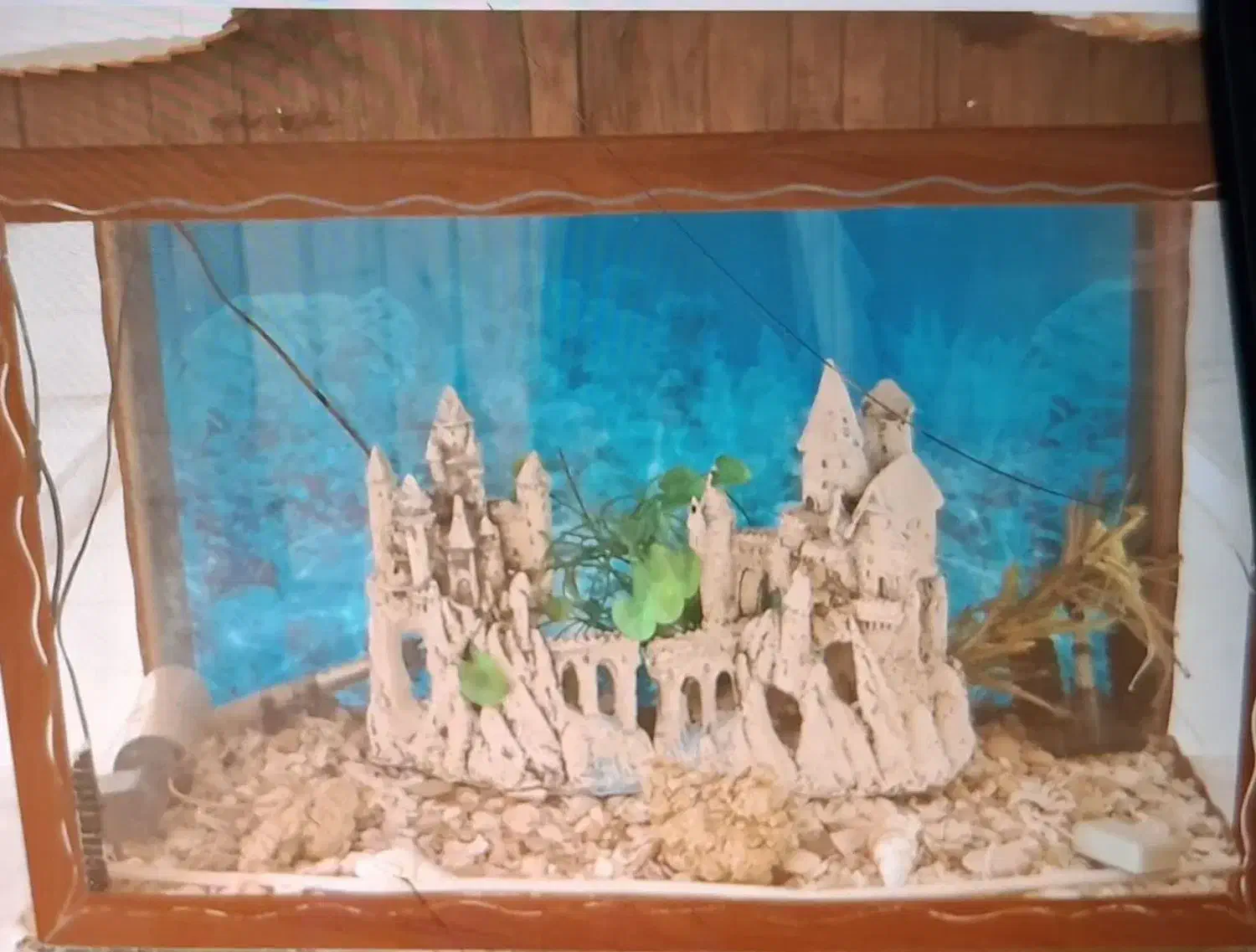 اکواریوم|ماهی|شهرضا, |دیوار