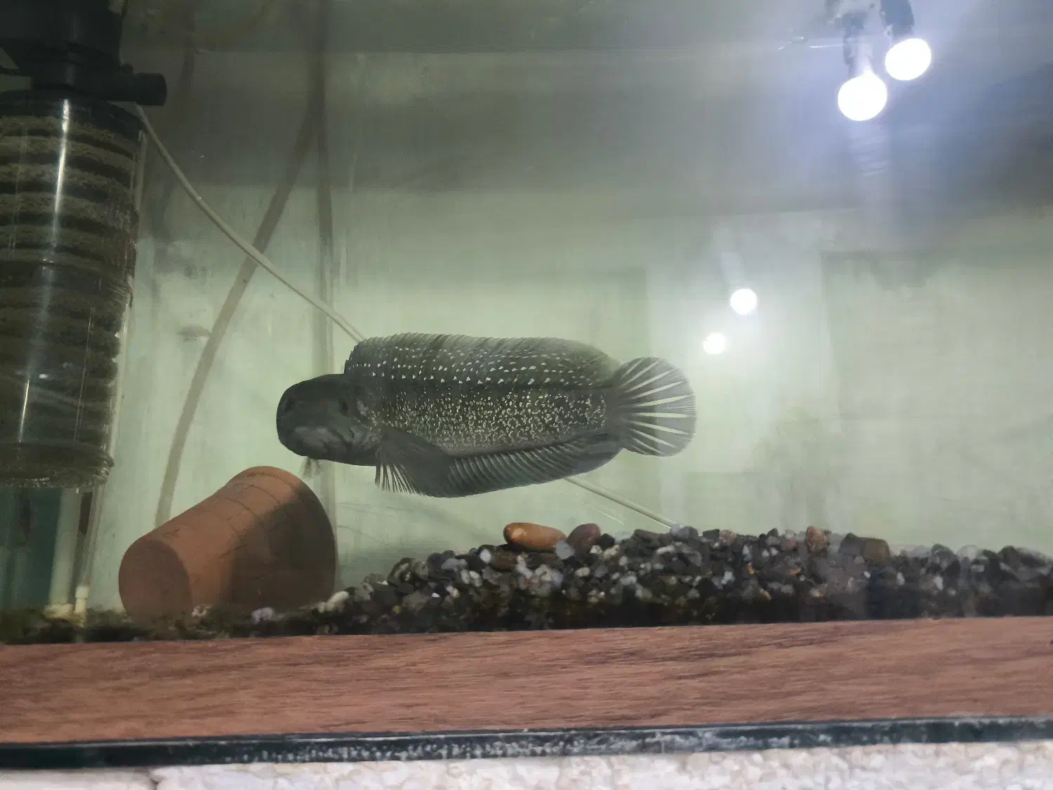 ماهی چانا|ماهی|مبارکه, |دیوار