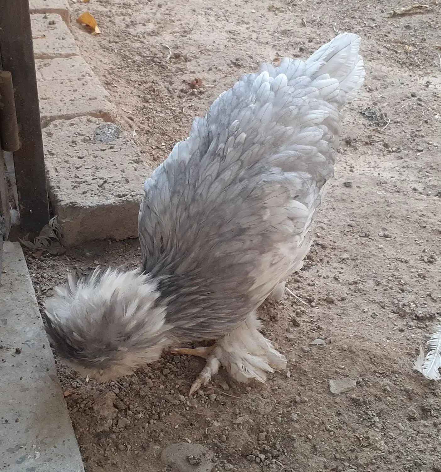 مرغ وخروس سلطان ونیمچه سلطان|حیوانات مزرعه|تویسرکان, |دیوار