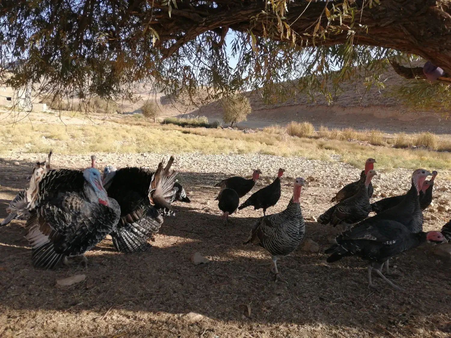 بوقلمون محلی|حیوانات مزرعه|کوهدشت, |دیوار