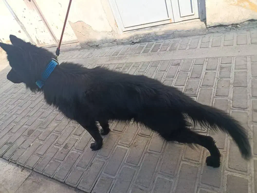 فروش سگ ژرمن بلک شولاین|سگ|شیراز, لب آب|دیوار