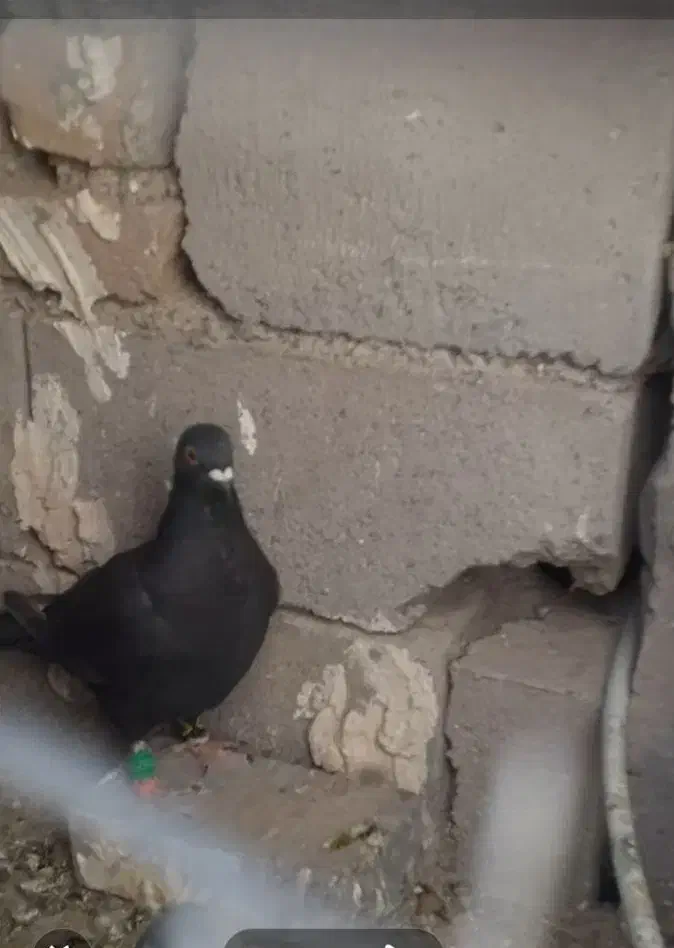 کفترزاغ نسل دارپرشی ۳۵۰|پرنده|تربت جام, جامرود|دیوار