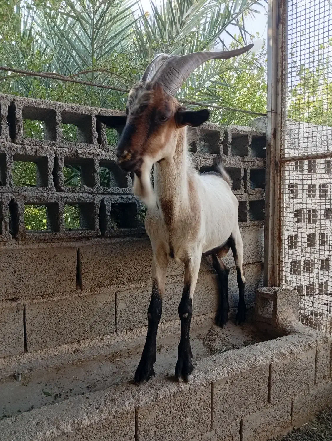 پازن آلپاین وسانن وکهره نر سانن|حیوانات مزرعه|خورموج, |دیوار