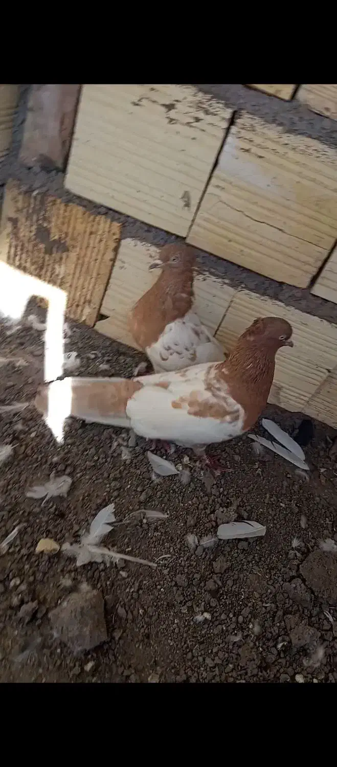 جفت سر زرد ضمانتی|پرنده|رفسنجان, |دیوار