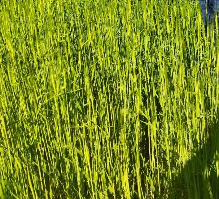 زمین کشاورزی روی آسفالت 1600متر|فروش زمین و ملک کلنگی|سی‌سخت, |دیوار