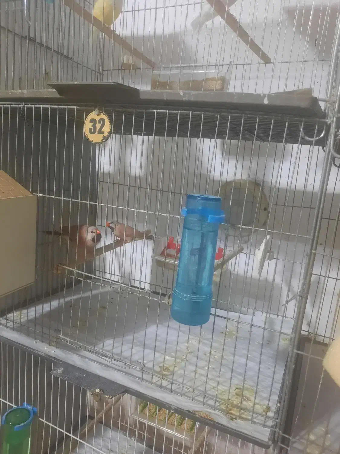 فنج|پرنده|قم, زنبیل آباد|دیوار