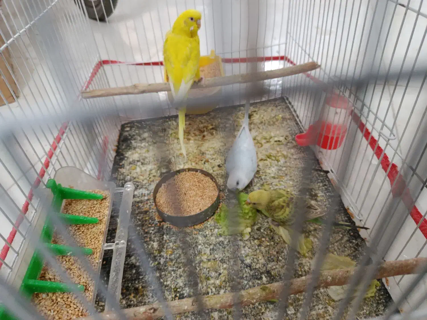 مرغ عشق فروشی جفتی 350|پرنده|نیشابور, بنیاد شهید|دیوار