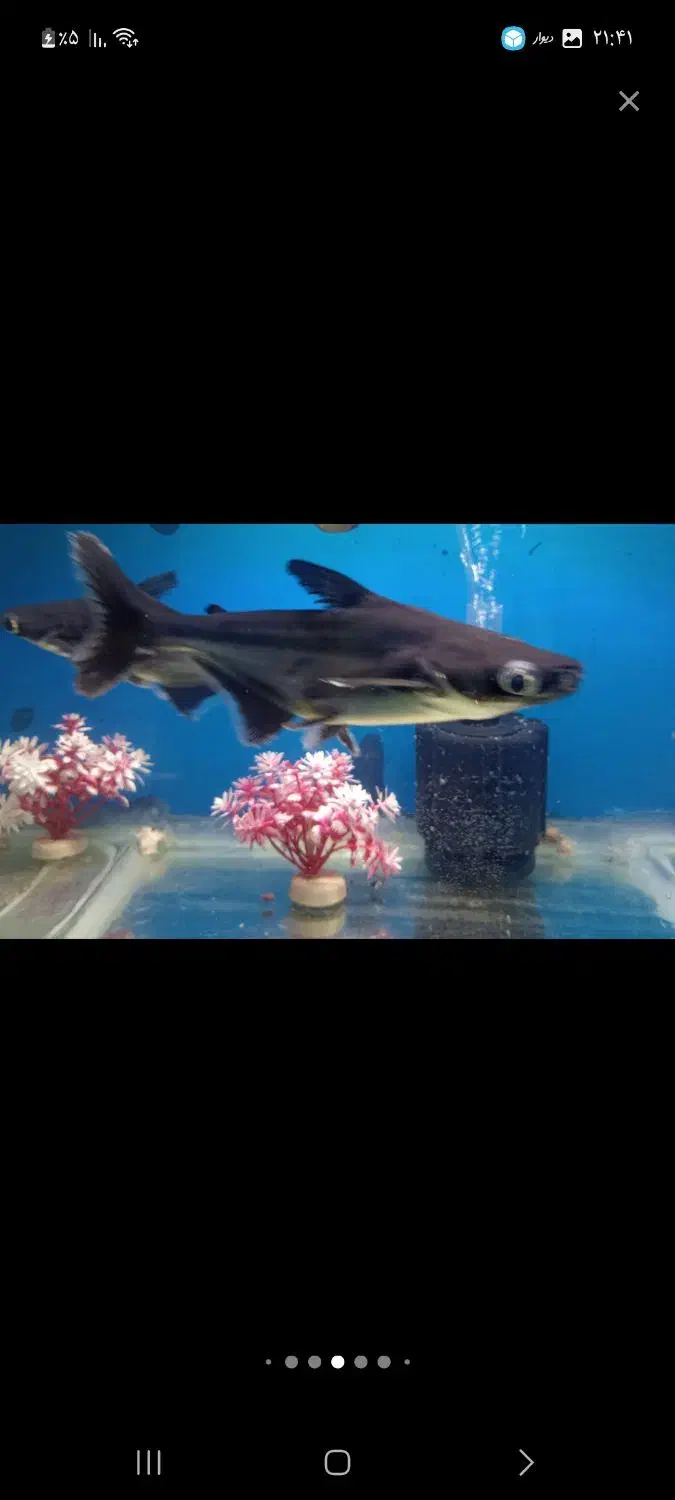 ماهی فلاور.پنکوسی.کت چوبی.اسکارمعاوضه باچانا کوچک|ماهی|تهران, شهرک شریعتی|دیوار