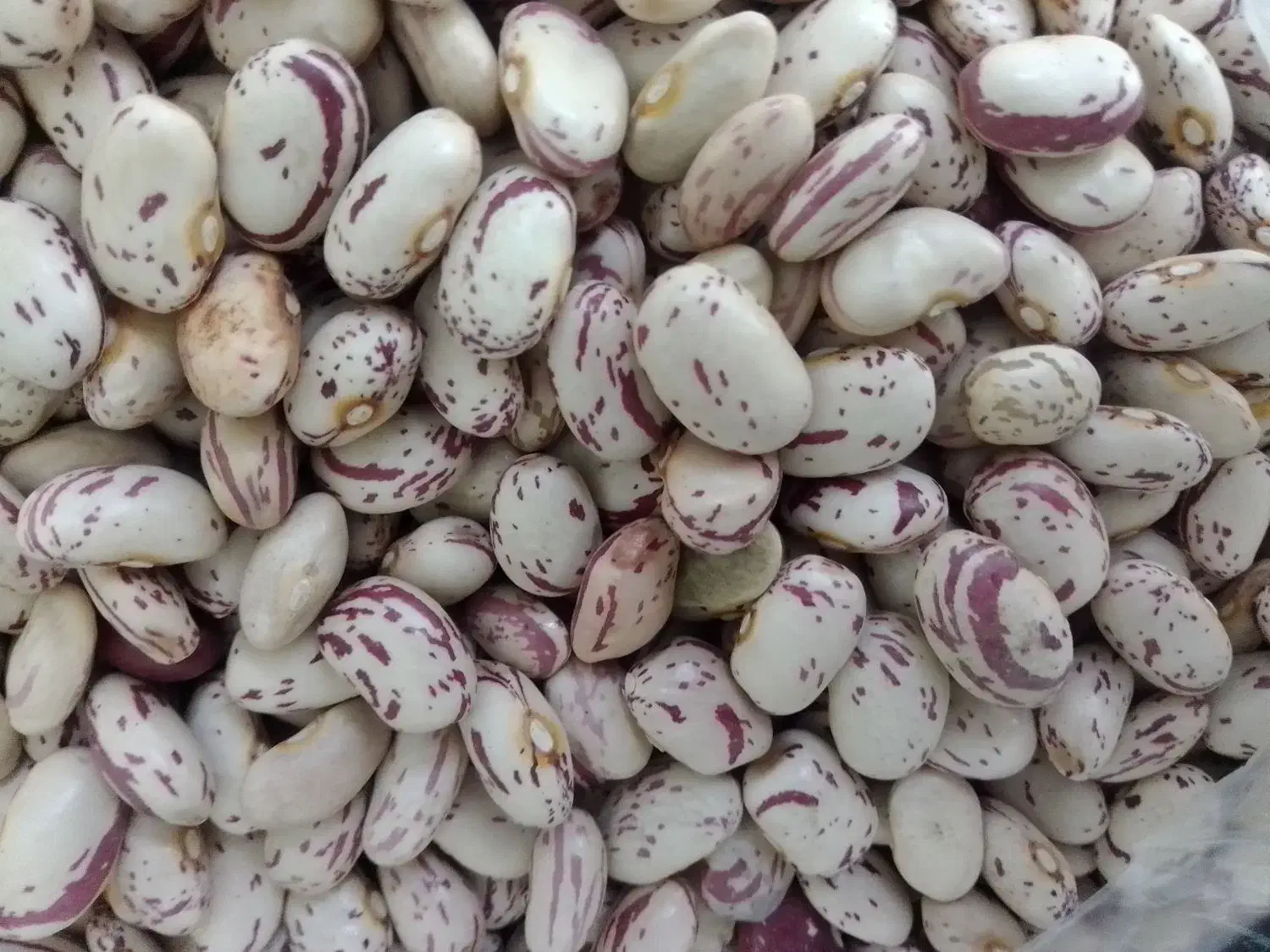 لوبیا چیتی|خوردنی و آشامیدنی|قم, باسکول|دیوار