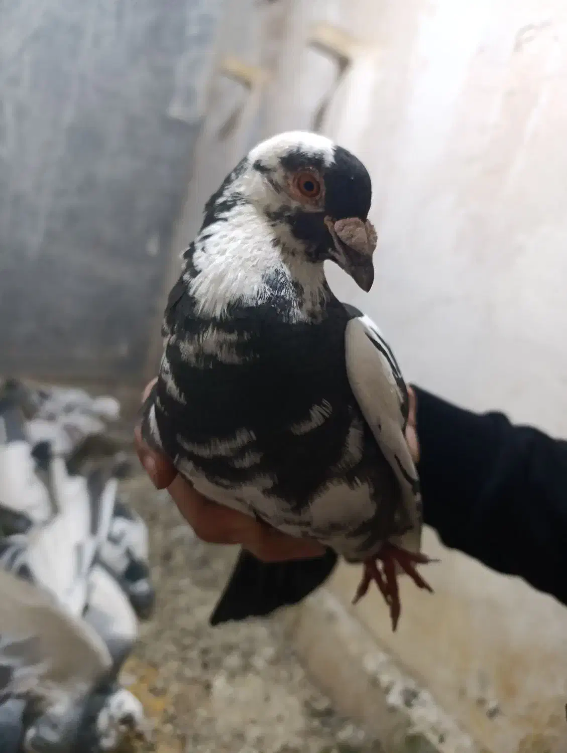 کفتر|پرنده|مشهد, کوی ولیعصر|دیوار