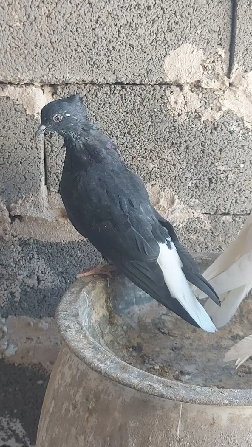 یک جفت دم سفید جوانه پاک|پرنده|فردوس (خراسان), |دیوار