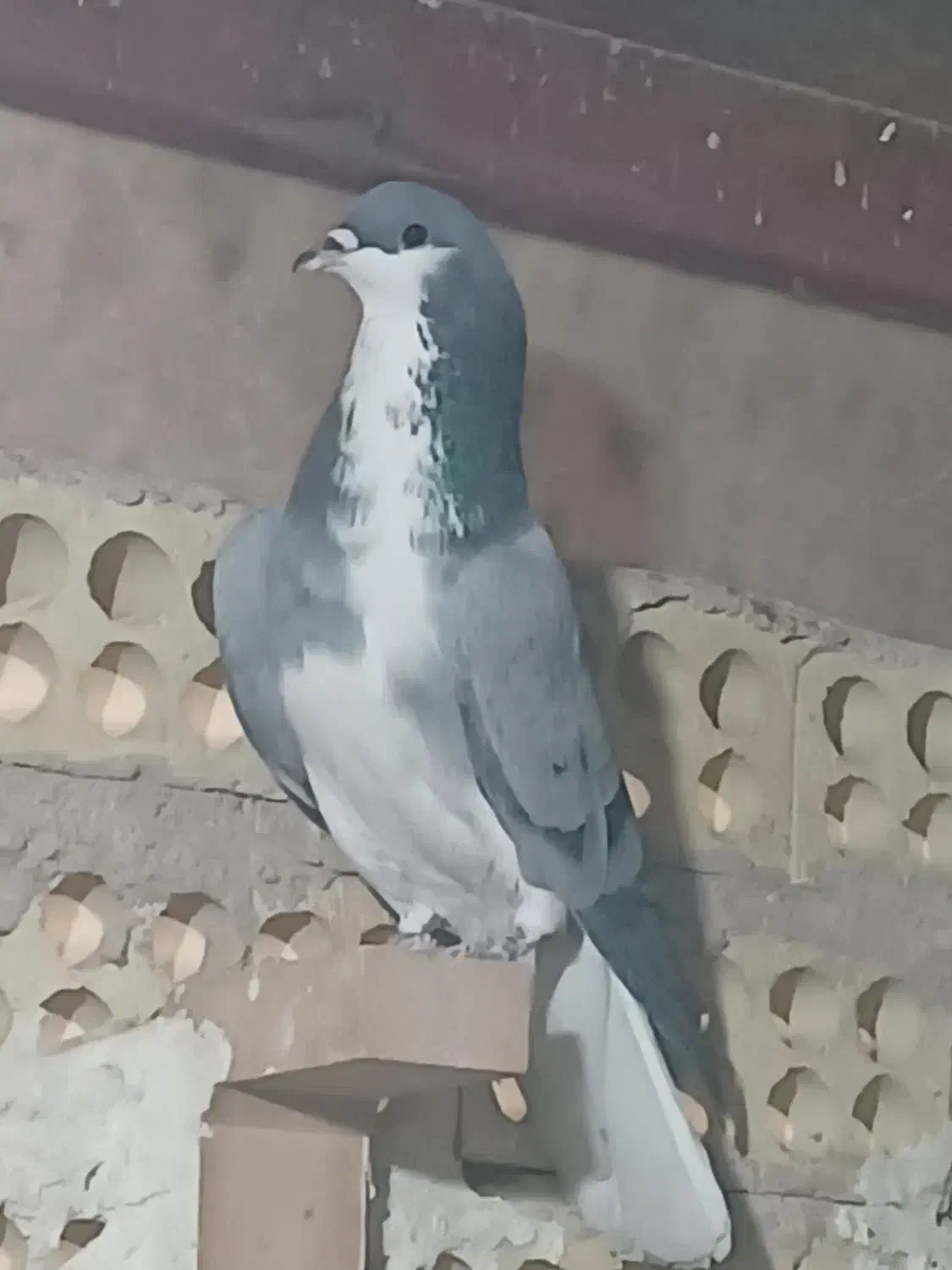 نر خرقه|پرنده|اصفهان, اندوان|دیوار