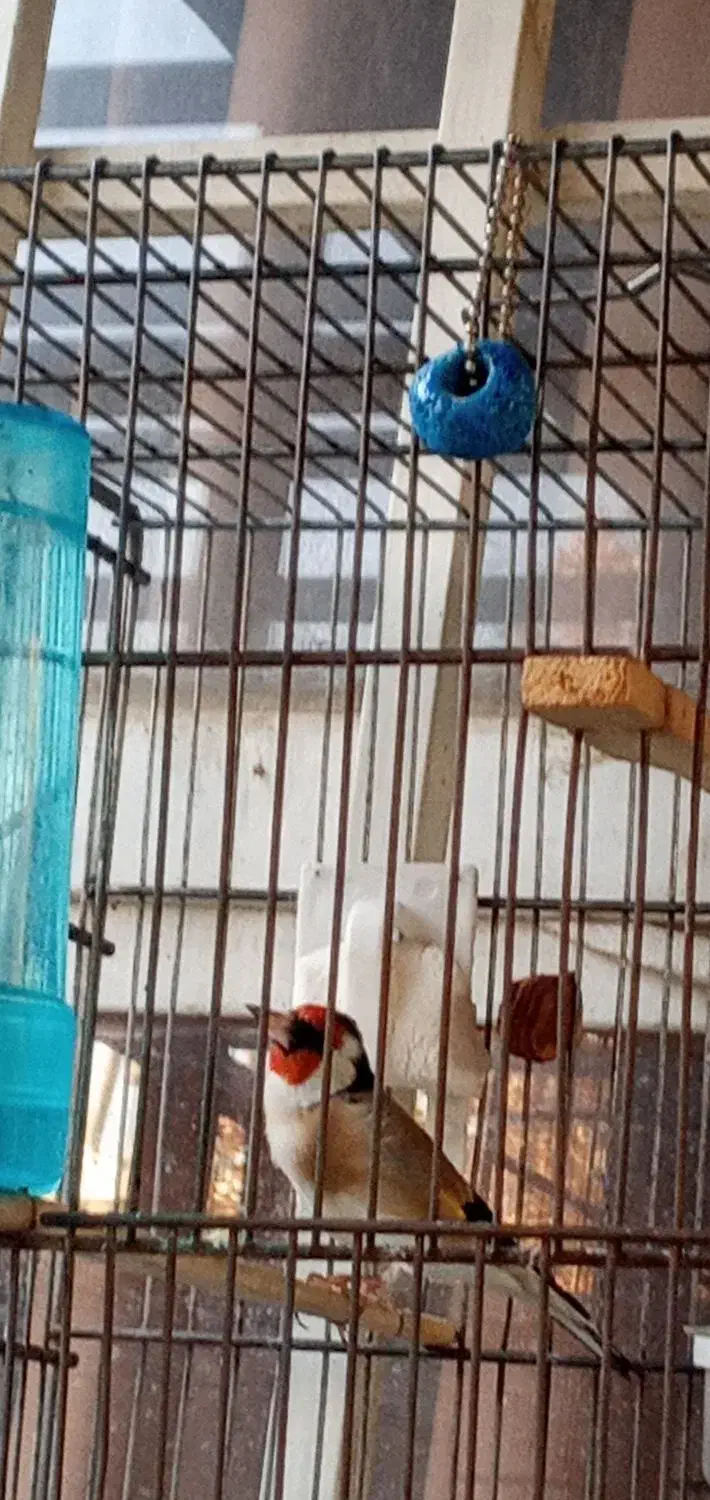 سهره چهارگل|پرنده|کرج, حسین‌آباد|دیوار