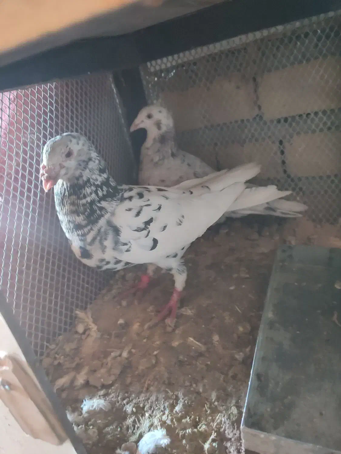 کفتر|پرنده|تایباد, |دیوار