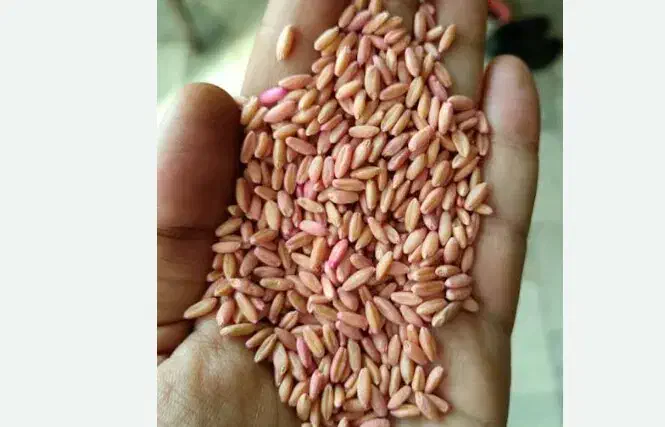 گندم سمی بزری|گل و گیاه طبیعی|کنگاور, |دیوار