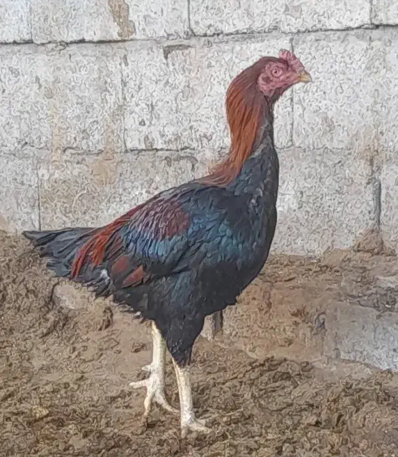 خروس لاری فروشی یا معامله.|حیوانات مزرعه|رفسنجان, |دیوار