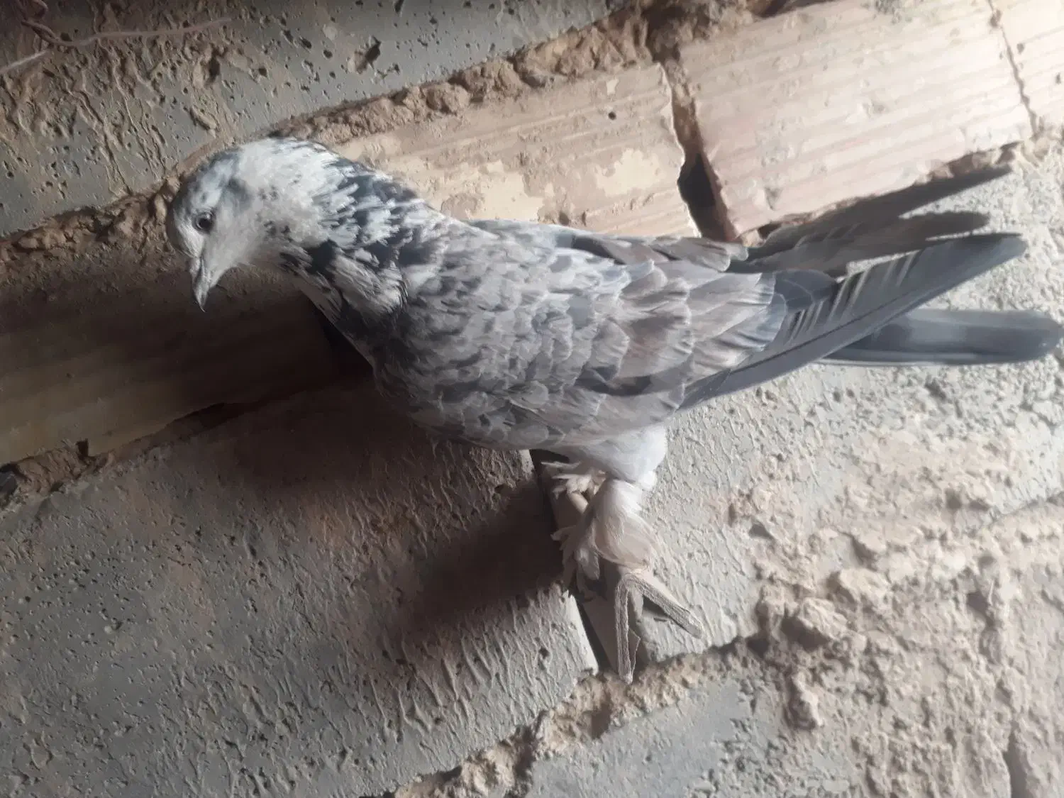 متور|سگ|بیرجند, |دیوار