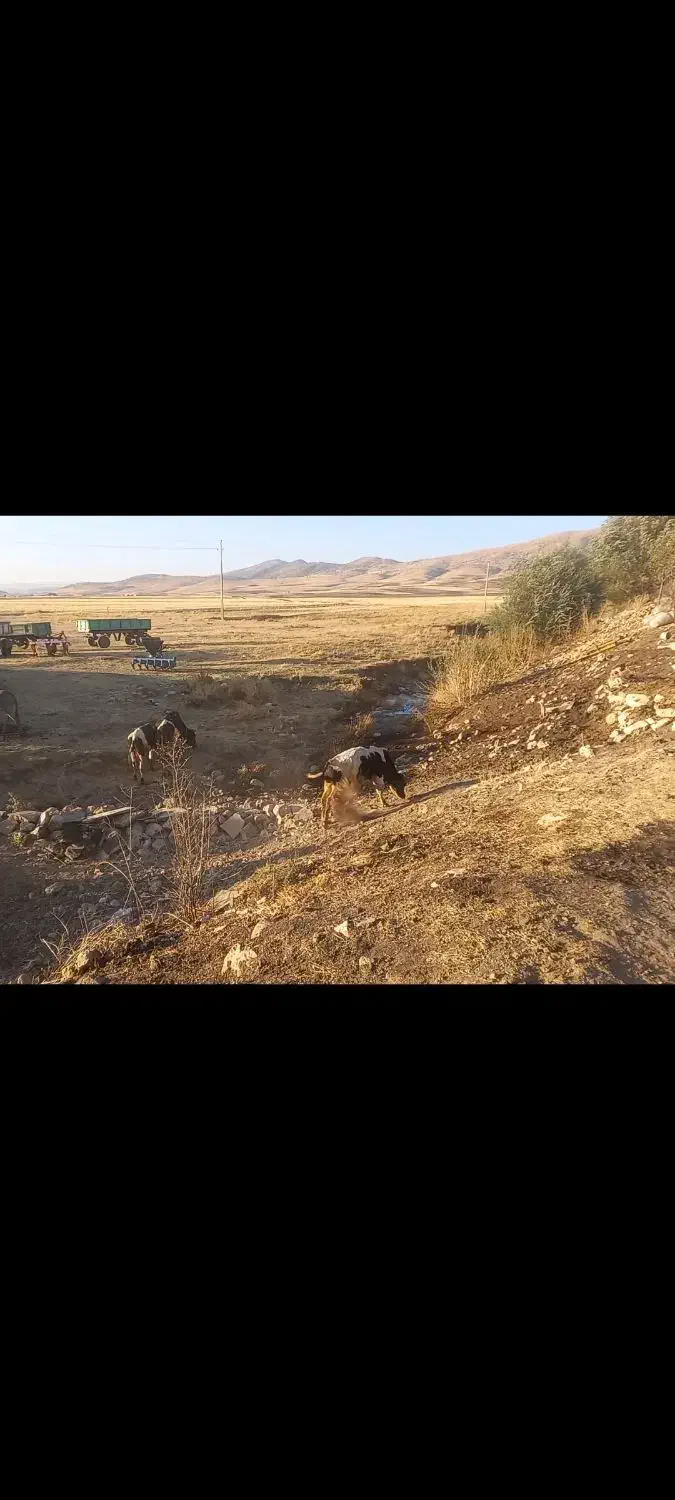 ۱۲راس گوساله دورگه صحرا-رو|حیوانات مزرعه|دالاهو, |دیوار