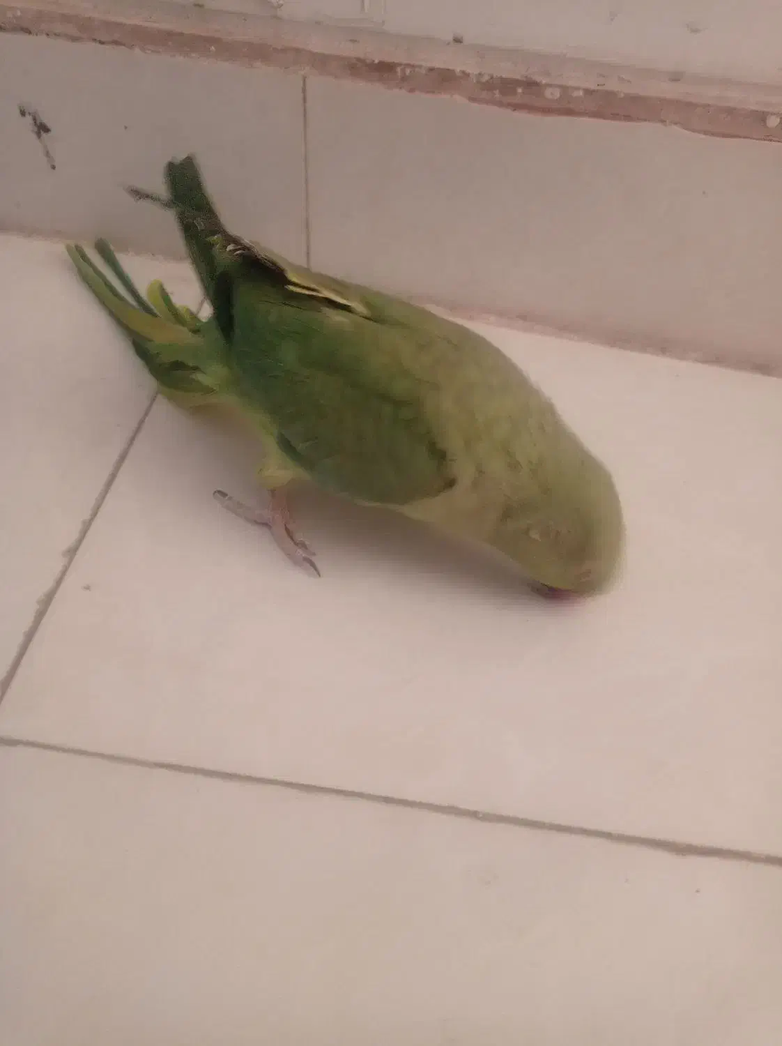 ملنگو سخن گو|پرنده|شهر بابک, |دیوار