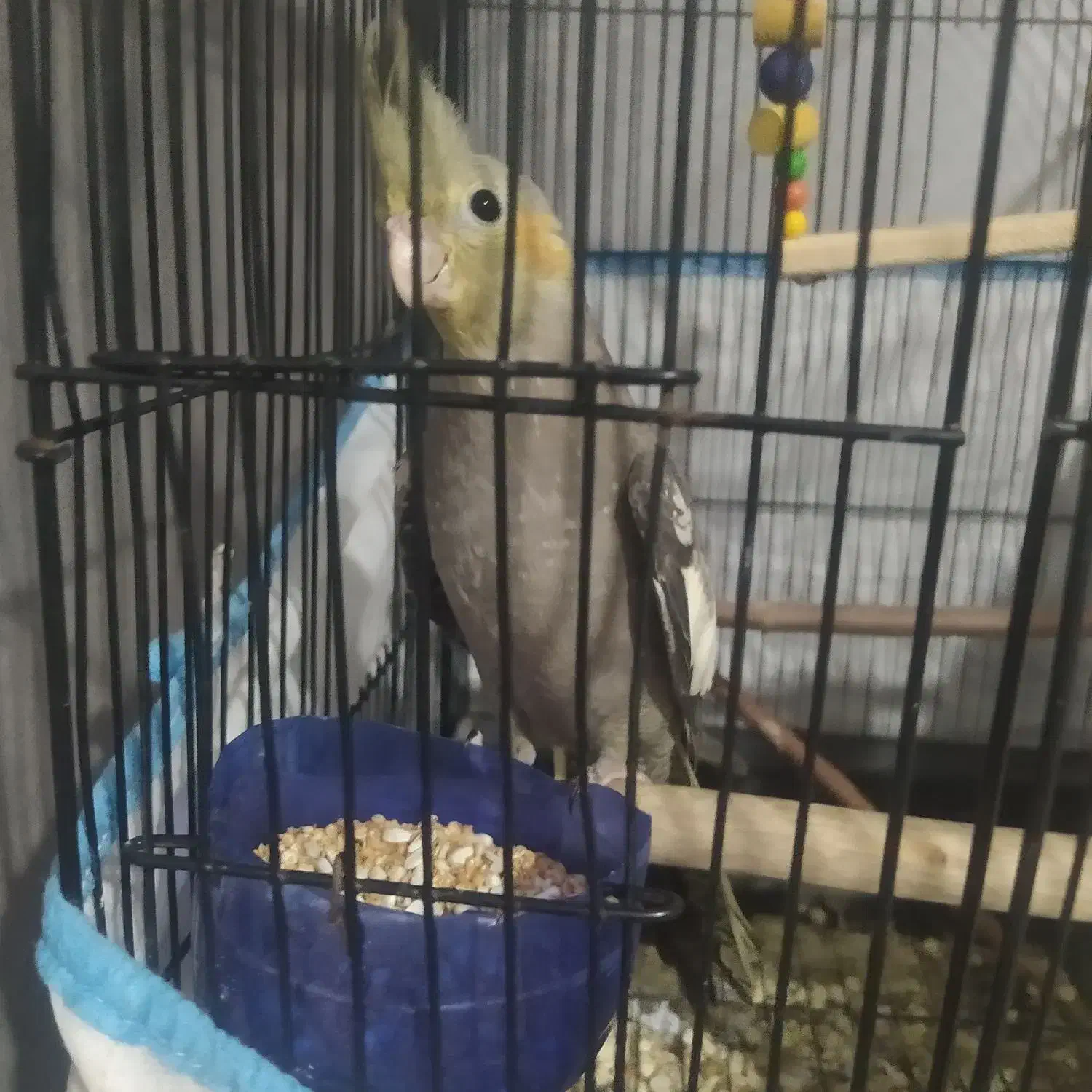 عروس هلندی|پرنده|حویق, |دیوار