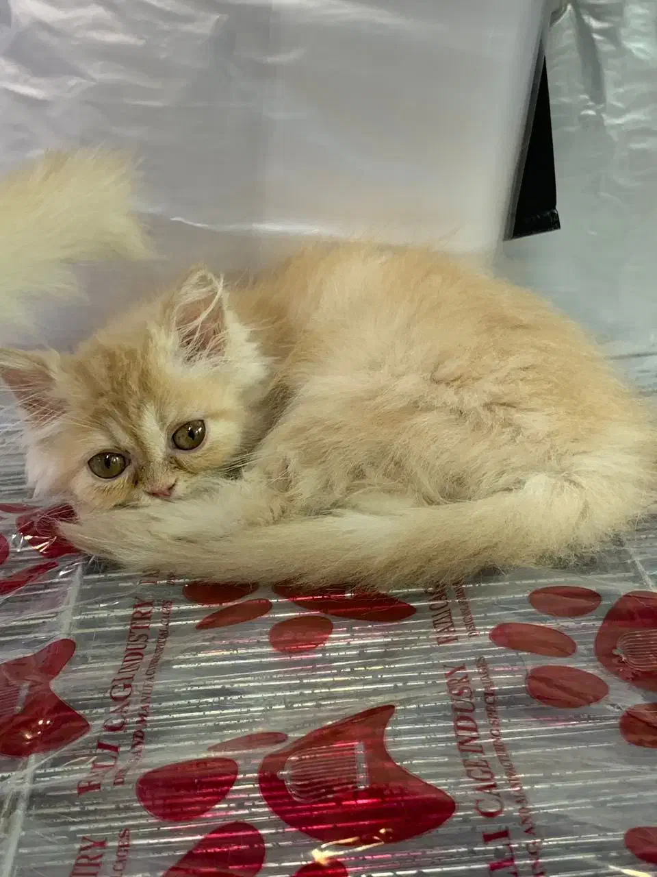 بریتیش پرشین (سفید و گارفیلدی)|گربه|رشت, لاکانی|دیوار