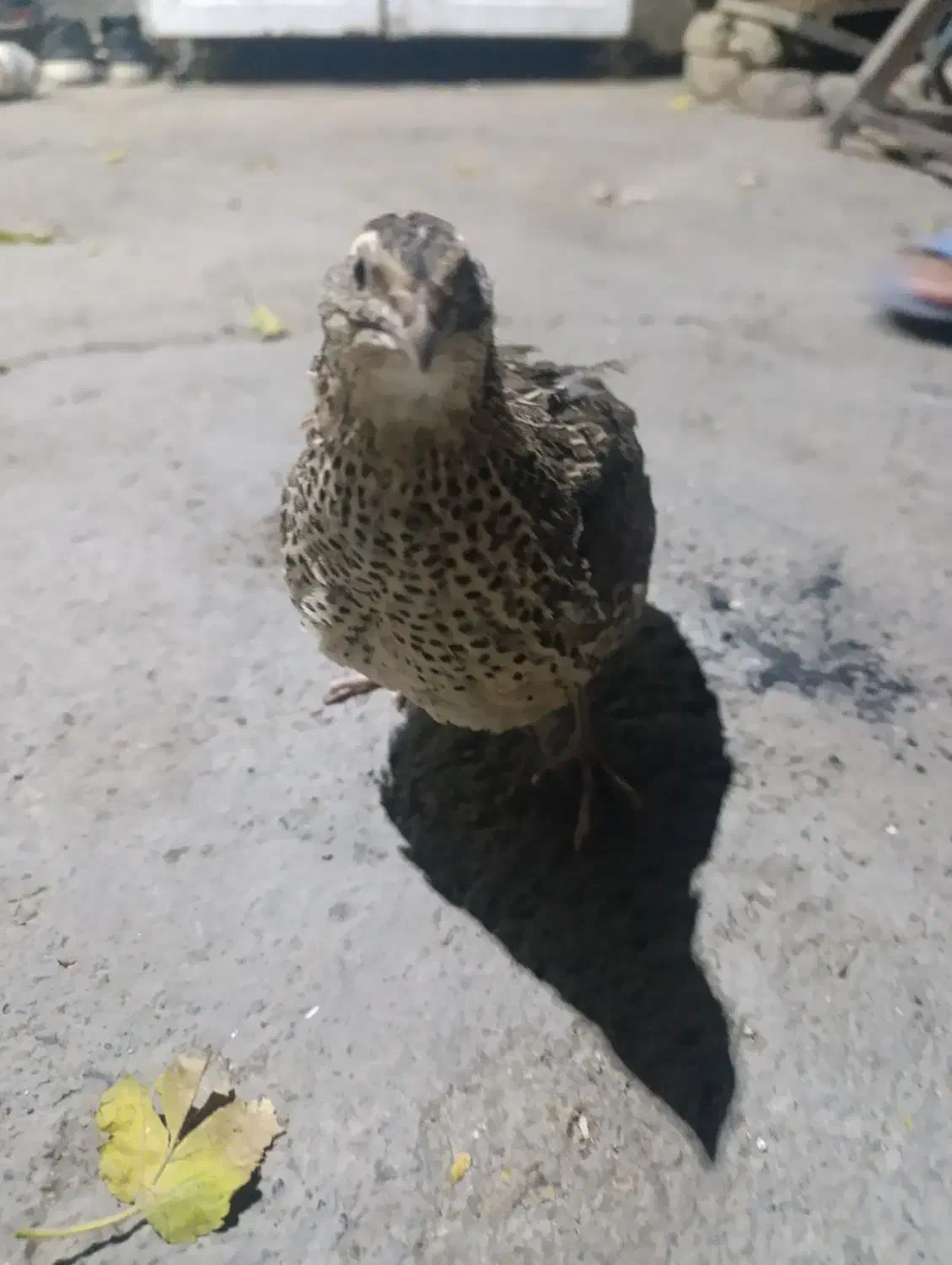 سگ پاکوتاه.   بلدرچین  110|سگ|جاجرود, |دیوار