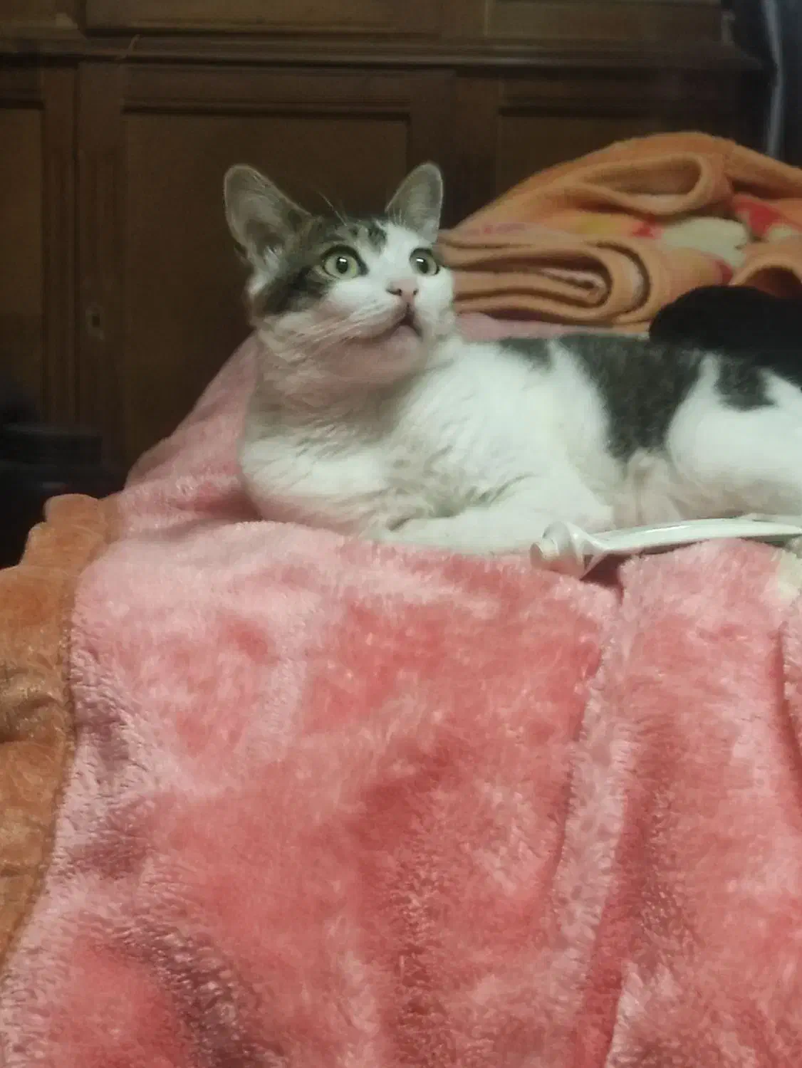 گمشده|حیوانات|لاهیجان, کوه بیجار|دیوار