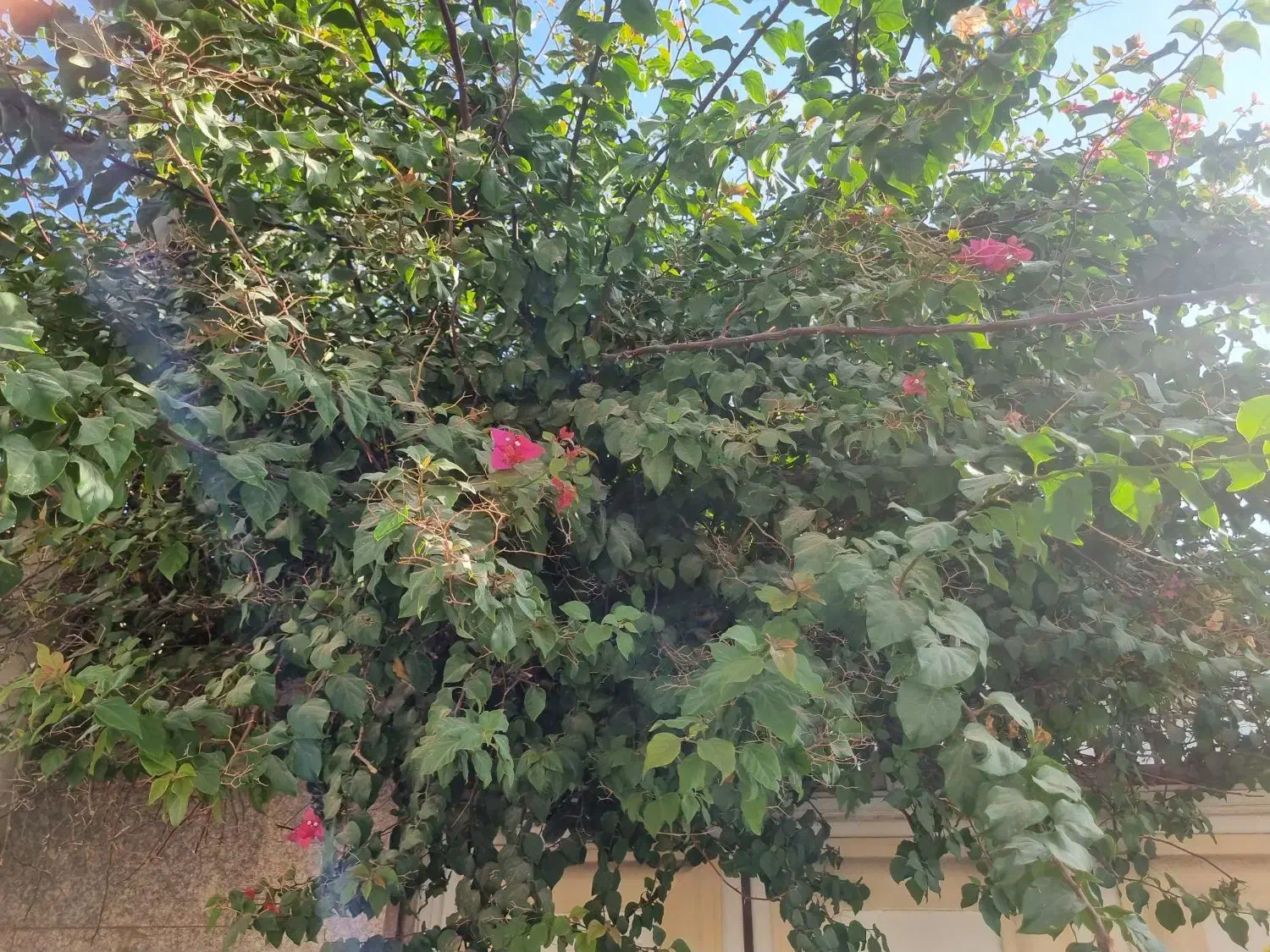 زمین برای باغچه فروشی|فروش خانه و ویلا|قم, سراجه (۱۵ خرداد)|دیوار