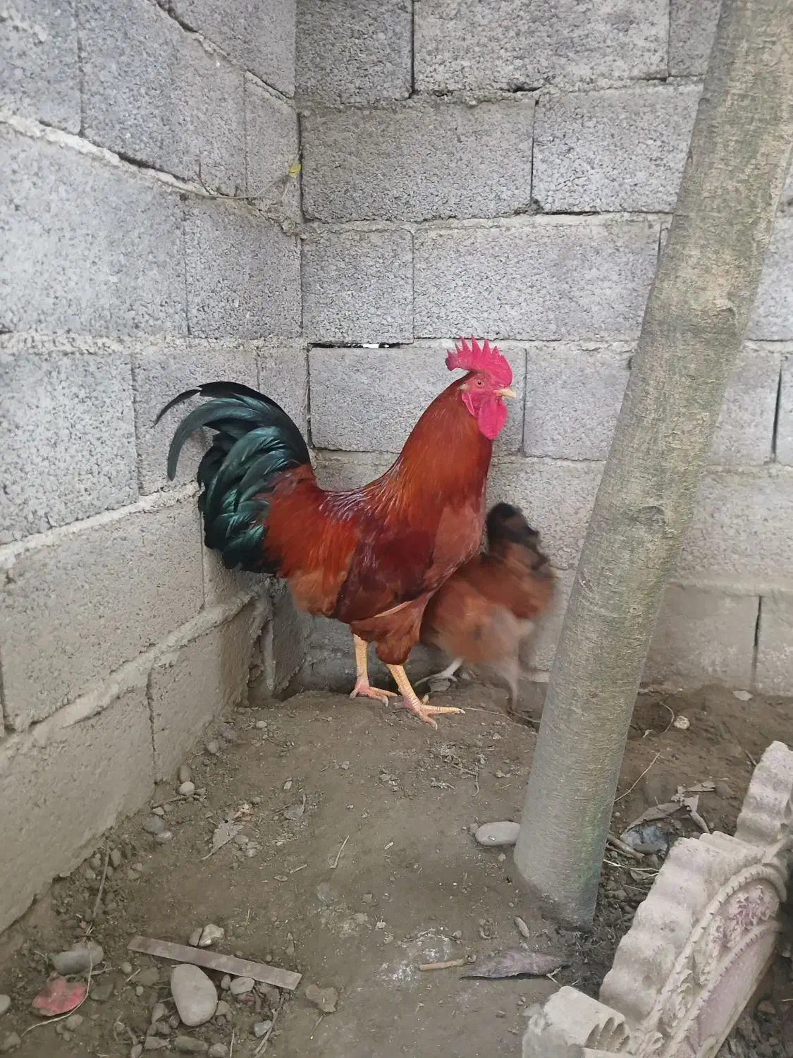 خروس محلی جوان|حیوانات مزرعه|سنگر, |دیوار