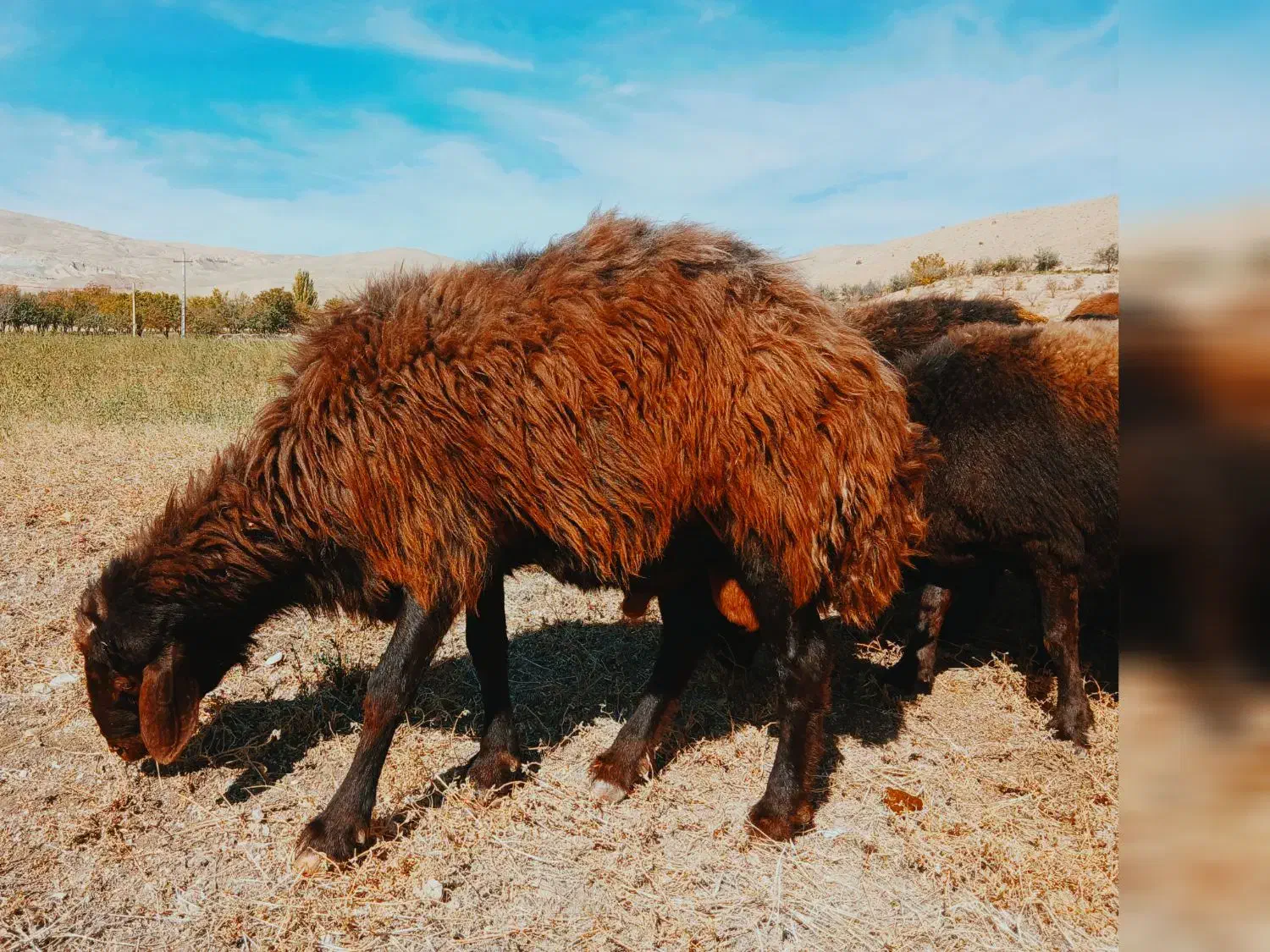 شیشک قوچ همو افشاری اصیل آماده واگذاری|حیوانات مزرعه|شادیان, |دیوار