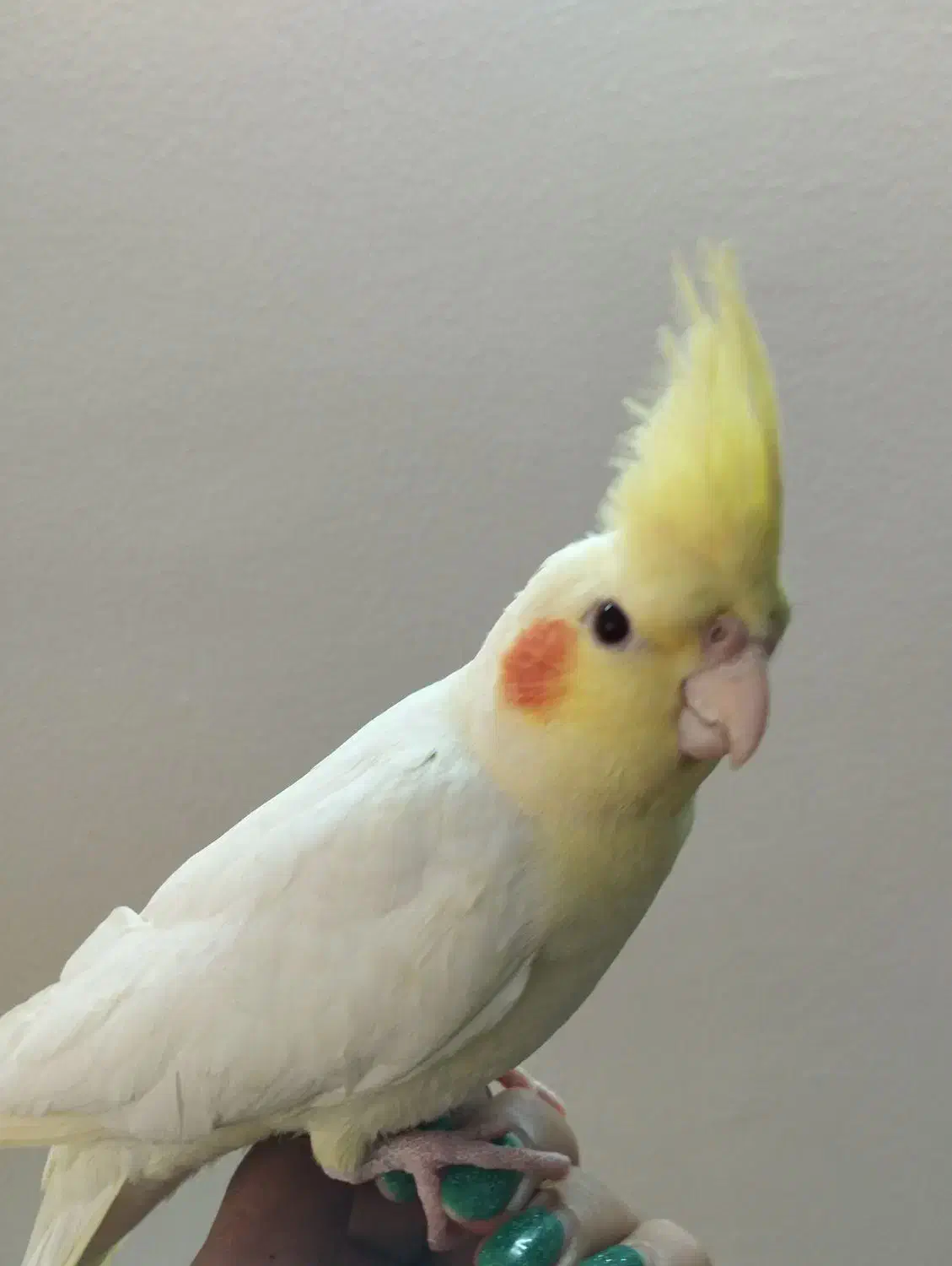 عروس هلندی نر لوتینو دستی|پرنده|شاهینشهر, مسکن مهر|دیوار