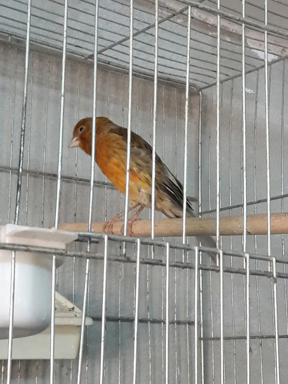 قناری نر|پرنده|الوند, |دیوار